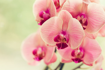 Naklejka na ściany i meble Branch of blooming pink orchid close up