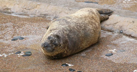 Earless seal in the zoo park © leungchopan