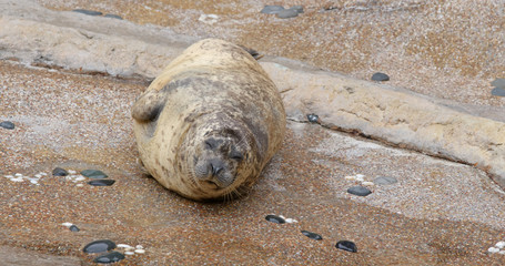 Earless seal in the zoo park © leungchopan