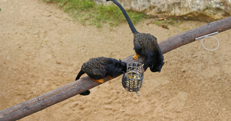 Red handed tamarin