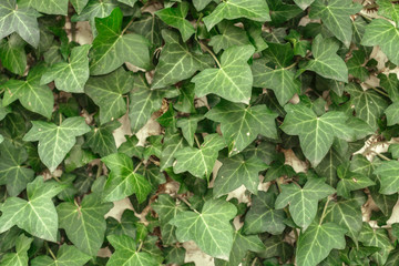 A wall of common ivy. Usuable as a background or texture. Also known as european ivy