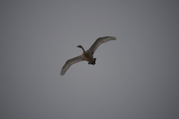 白鳥飛ぶ。