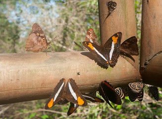 Butterfly resting on wood in front of the Iguazu Falls, Argentina