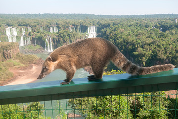 Dangerous wild coati (nasua) posing on Brazilian side of Iguazu falls national park, with...