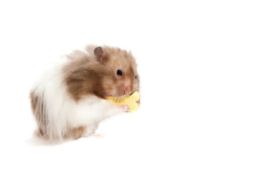 Syrian hamster eating a snack in a studio