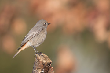 Il codirosso spazzacamino (Phoenicurus ochruros)