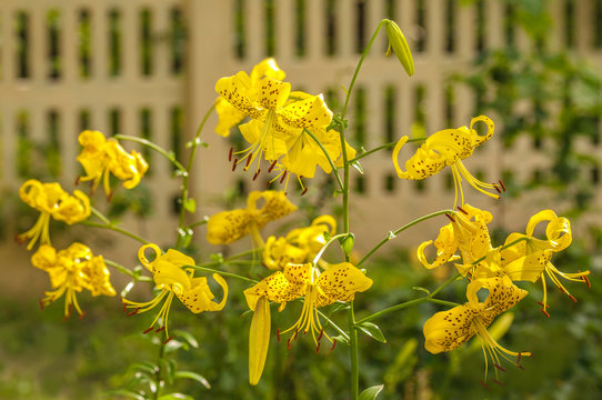 Asian yellow lilies "Citronella"  in the garden