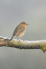 Pettirosso Europeo in una fredda mattina di inverno (Erithacus rubecula)