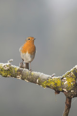 Pettirosso Europeo in una fredda mattina di inverno (Erithacus rubecula)