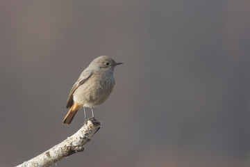 Codirosso spazzacamino femmina (Phoenicurus ochruros)