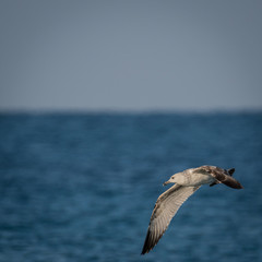 Isolated flying seagull with the blue sea background- Israel