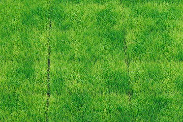 Green rice seedlings germinated in trays.