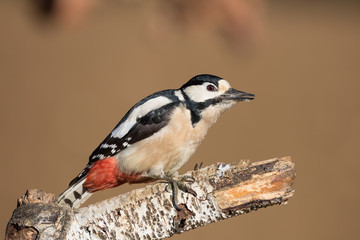 Obraz premium Picchio rosso maggiore femmina (Dendrocopos major) si alimenta su un albero di betulla