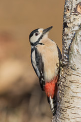 Picchio rosso maggiore che martella sull'albero (Dendrocopos major)