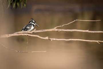 Single isolated pied kingfisher in action- Israel