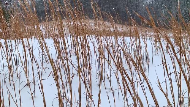 Tall grass in snow push in