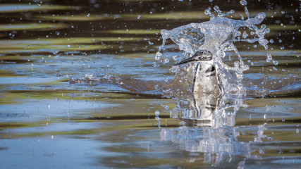 Single isolated pied kingfisher in action- Israel
