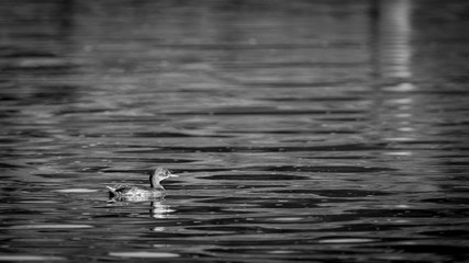 Isolated little duck in the wild- Israel