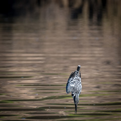 Single isolated pied kingfisher in action- Israel