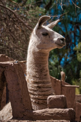 Alert llama stretching up to peer over a fence