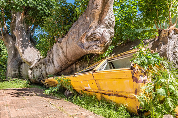 Yellow school bus crushed by tree on Dominica, Caribbean