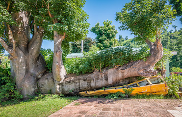 Yellow school bus under giant fallen tree due to a hurricane on Dominica island, West Indies.
