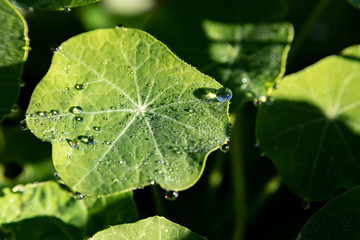 Round leaf of a plant with large drops of dew on a blurred green background close-up