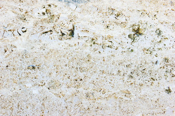 Texture coquina stone, close-up