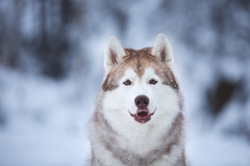 Fototapeta premium Close-up portrait of beautiful and free beige dog breed siberian husky sitting on the snow in the fairy winter forest