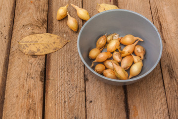 Bowl of onion seedling varieties Goliat
