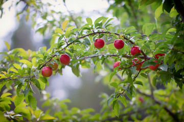 Red ripe plum berries on a branch bent by the weight of the fruit