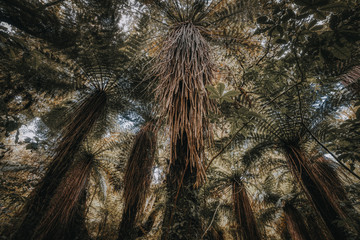 Low angle of fern trees