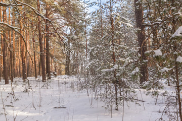 snow-covered forest
