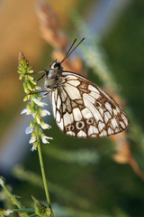 Papillon blanc et brun