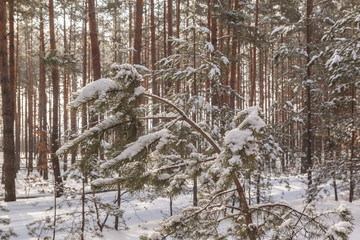 snow-covered forest