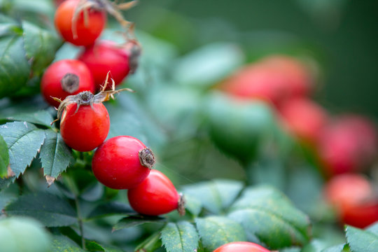 Red rosehip berries on a branch. In the garden in early autumn
