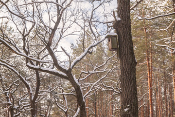 Birdhouse on a snowy tree  in winter