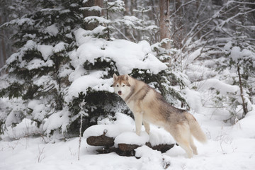 Obraz premium Portrait of gorgeous and happy beige and white dog breed siberian husky standing in the forest in winter