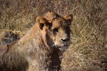 Flies on lioness