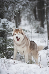 Portrait of gorgeous and happy beige and white dog breed siberian husky standing on the snow in the forest in winter