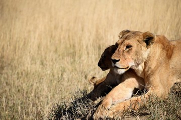Lioness and cub