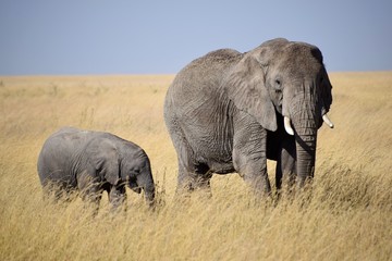 Fototapeta premium Matriarchy 