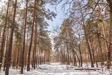 Winter day in the forest