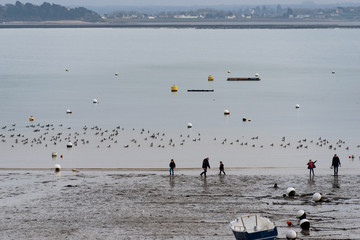 Plage bretonne à marée basse