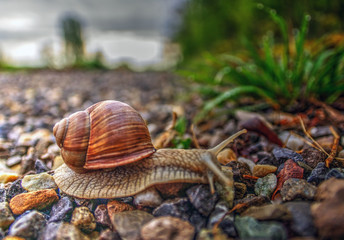 Escargot