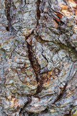 The close-up of a tree trunk, with bark, in natural tones.