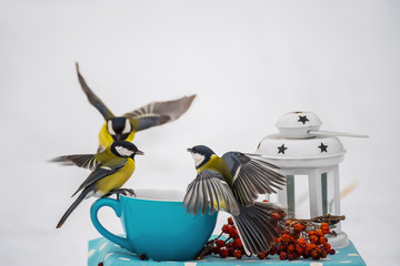 A bird of the tit with wings in flight on a blue cup has grains in the winter park.    © Ann Stryzhekin