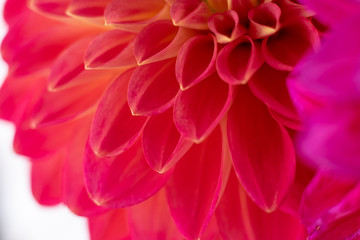 赤いダリアの花びら