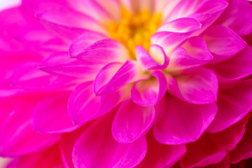 ピンク色のダリアの花びら