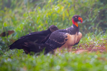 King vulture, Sarcoramphus papa, large bird found in Central and South America. Flying bird, forest in the background. Wildlife scene from tropic nature. Red head bird. Condor with open wing, Panama